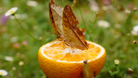 imágenes macro de tres mariposas emperador karkloof