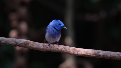 Limpiando-Su-Pico-En-La-Vid-Mientras-La-Cámara-Se-Aleja,-Monarca-De-Nuca-Negra-Hipothymis-Azurea,-Macho,-Tailandia