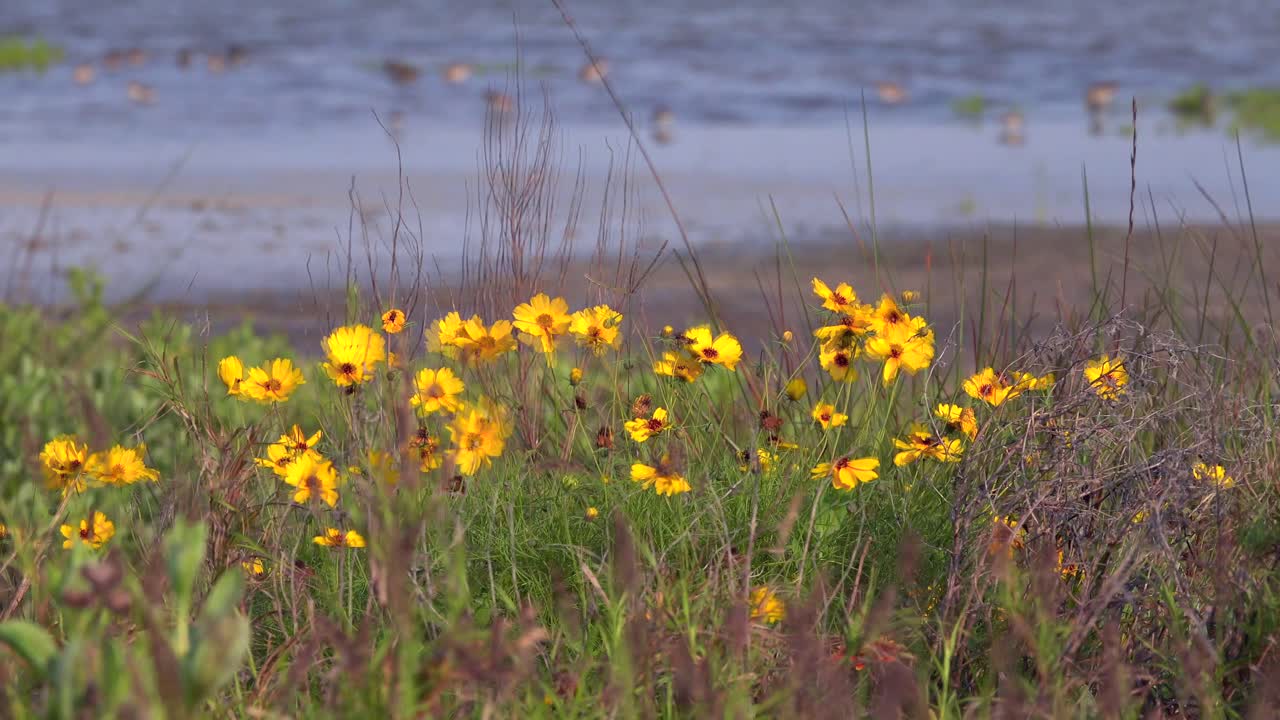 Ville blomster med en bukt i bakgrunnen.