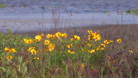 Flores-Silvestres-Con-Un-Fondo-De-Bahía