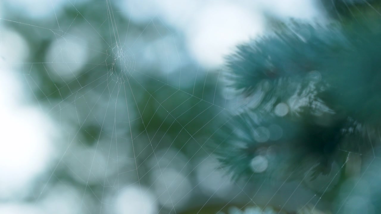 A detailed macro shot of a delicate spider web woven between pine needles, featuring soft bokeh and natural lighting. Suitable for wellness and sustainability themes.