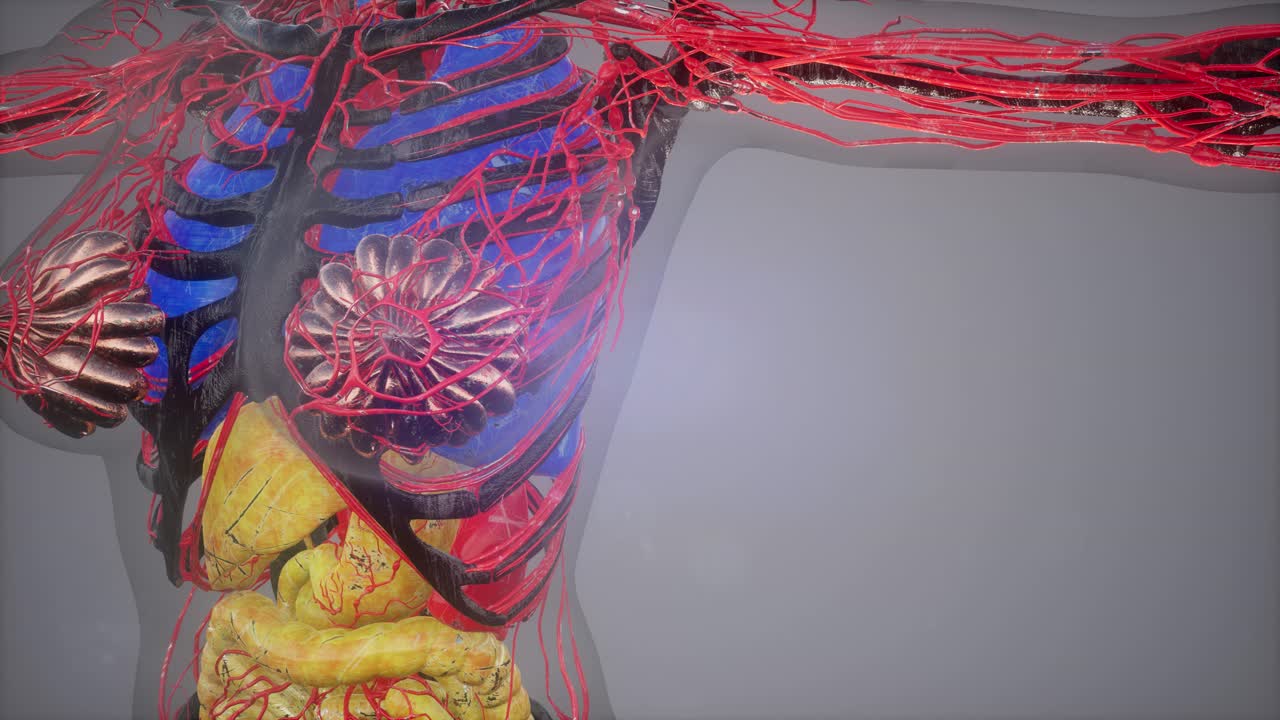 인간 신체 모델 일러스트