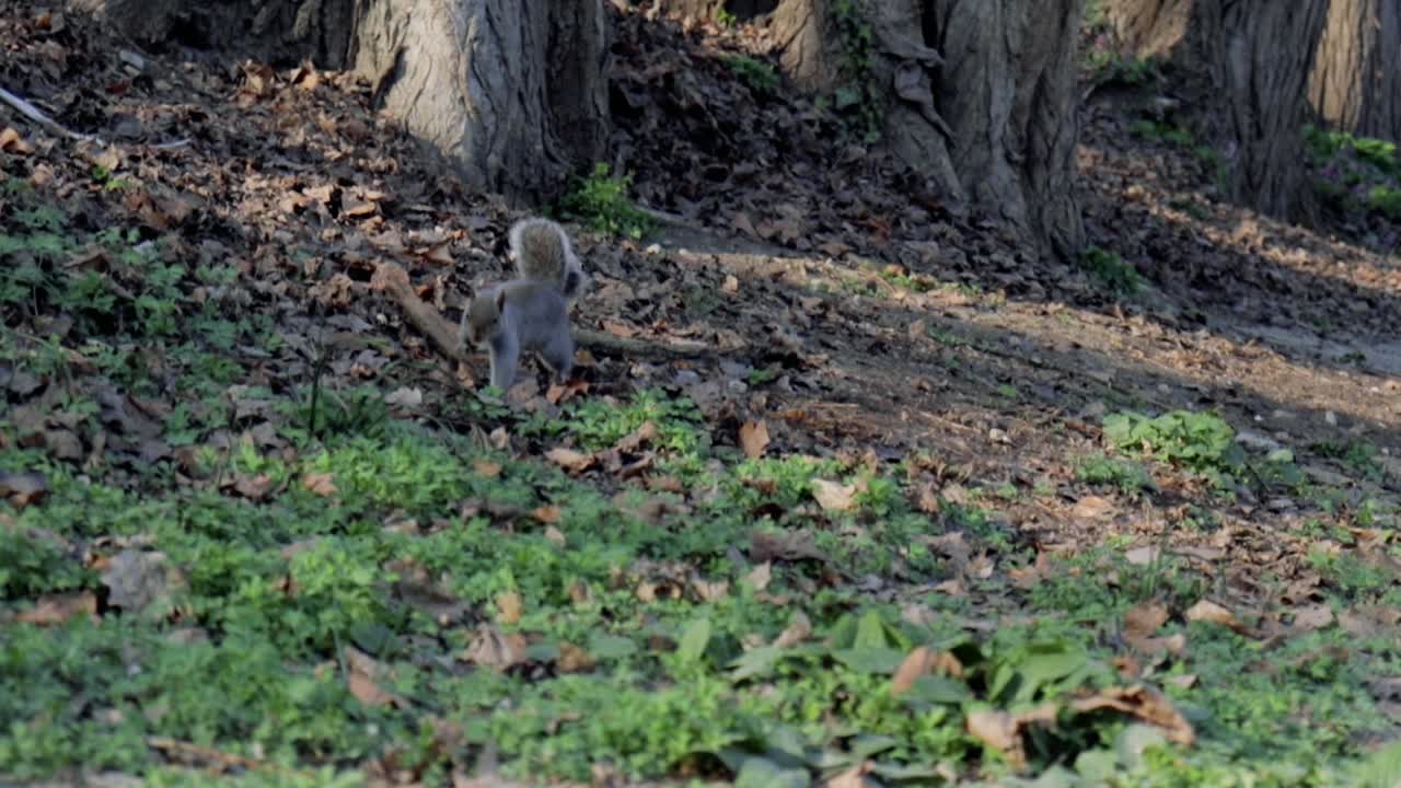 Scoiattolo che cerca cibo a terra nel parco a Torino, Italia.