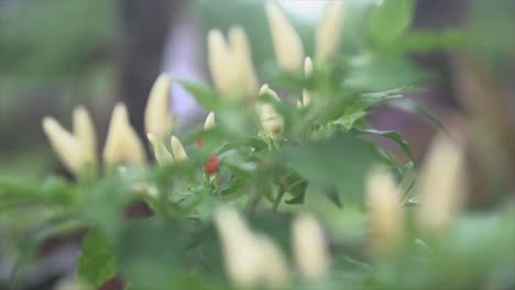 beautiful plant close up reveal in indian rainforest