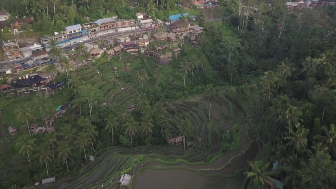 vista aérea de arrozales tradicionales y vegetación tropical en el campo de la isla de bali, indonesia, tiro inclinado hacia abajo con drones