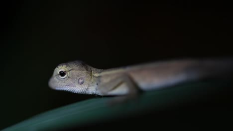 the oriental garden lizard is also called the eastern garden lizard, bloodsucker and changeable lizard