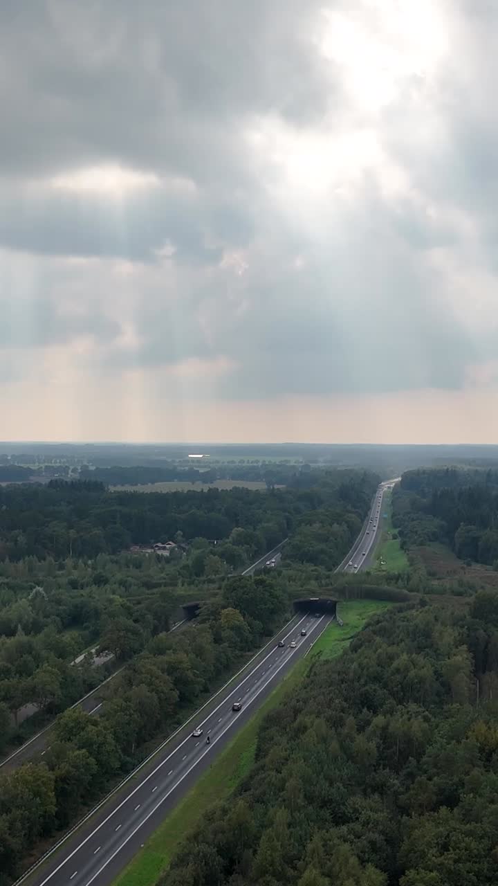 Highway through a forest with wildlife crossing