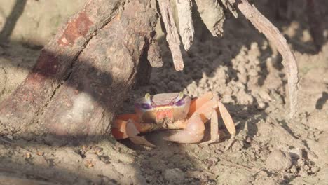 cangrejo naranja y morado saliendo del agujero de arena alrededor de las raíces del manglar
