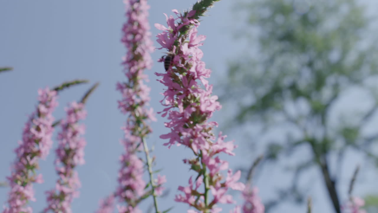 Bees pollinating pink flowers in summer