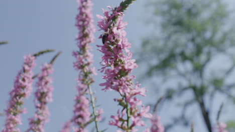 bees pollinating pink flowers in summer