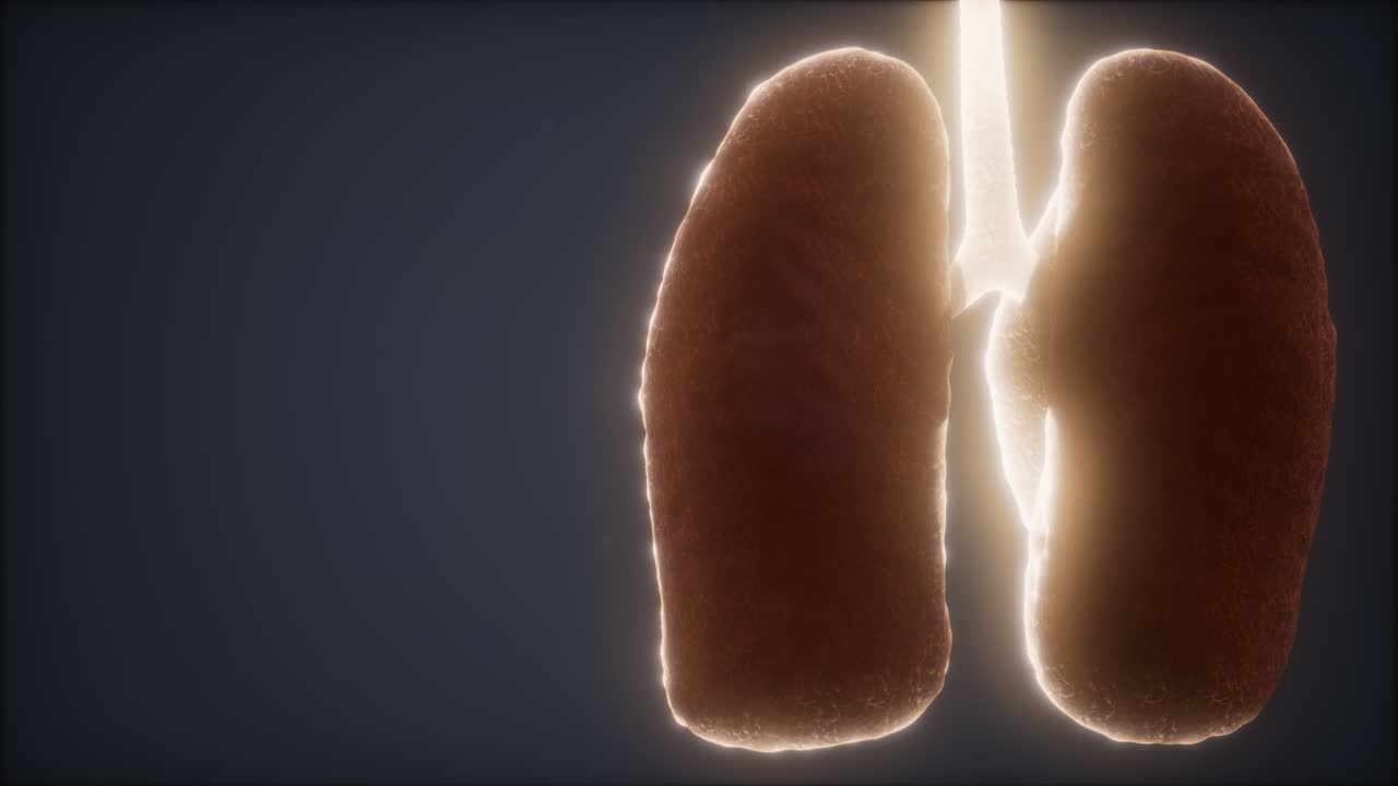 animación médicamente precisa del pulmón humano en bucle 3d