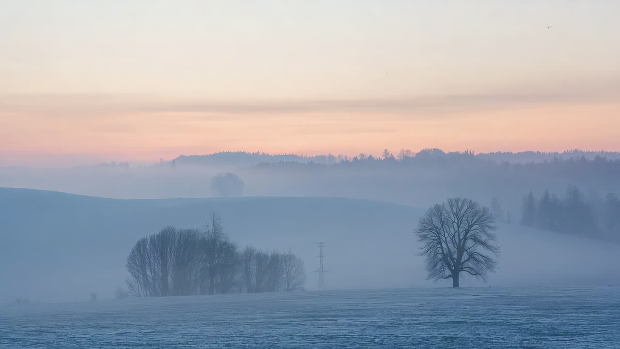 Standing single bare tree watching dawn warming sky, fog lifting over frosted field, copy space
