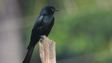 drongo negro - viento - caza
