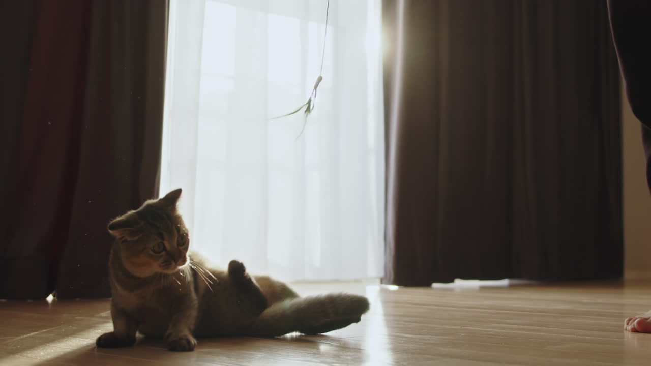 遊び心のある子猫とおもちゃ