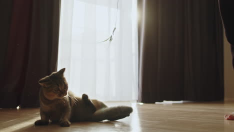 playful kitten with a toy