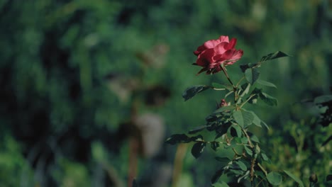 static slow-motion shot of a pink rose, placed on the right side of the frame, with a shallow depth of field background