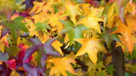 autumn leaves in a garden