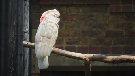 white salmon-crested cockatoo perched on a branch in the sun
