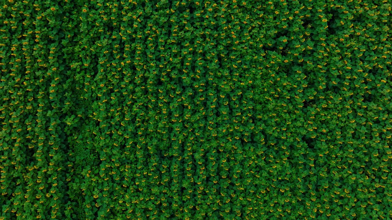 vista aérea de un campo de girasoles