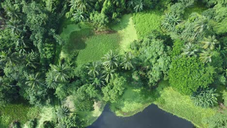 Toma-De-Vista-Aérea-De-Un-Vasto-Bosque-Verde