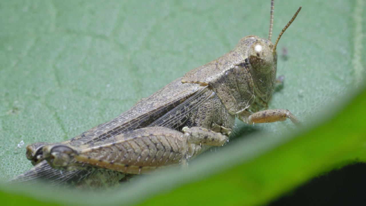 Macro Of Short-horned Grasshopper On The Plant's Leaf In The Garden.