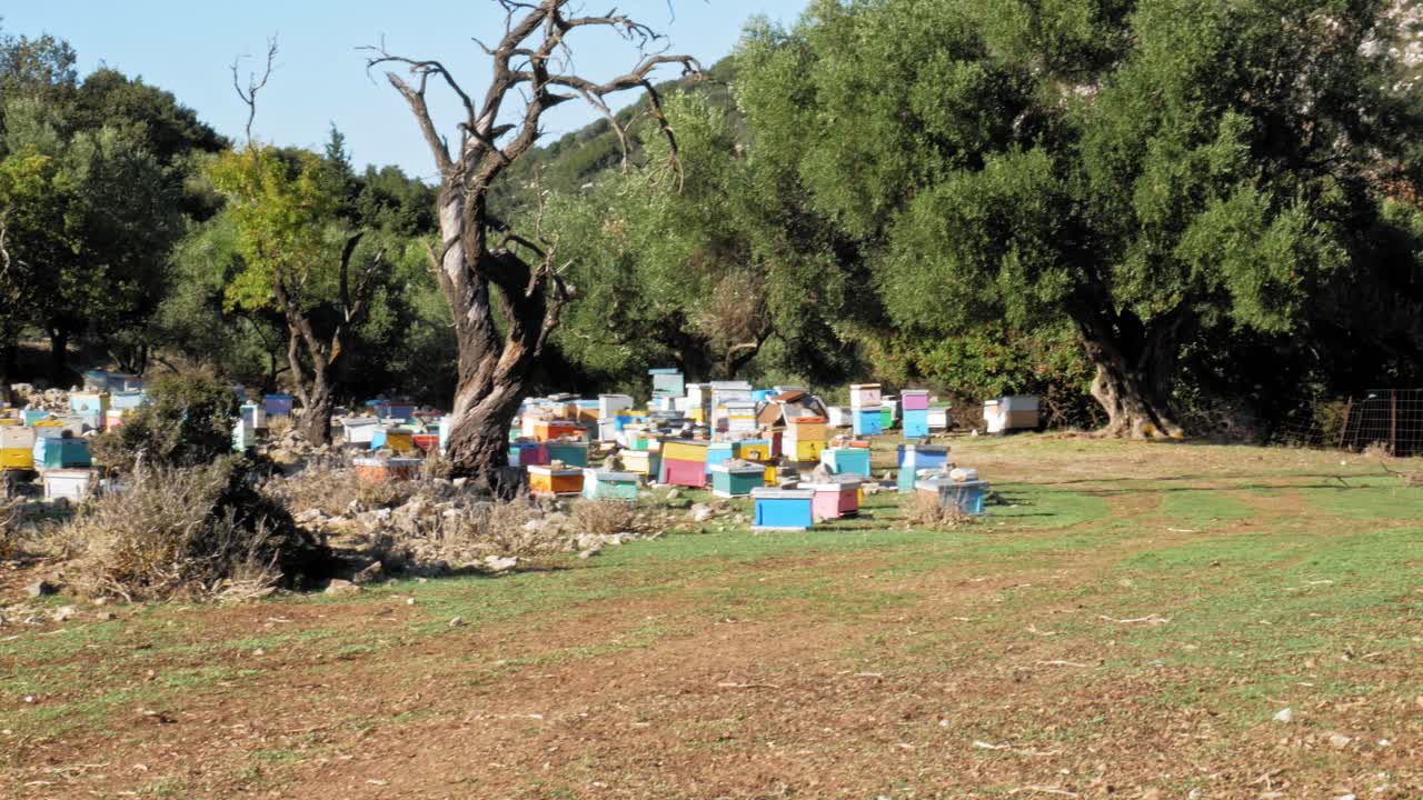 Colorful Beehives In The Field On A Sunny Summer Day. - wide panning