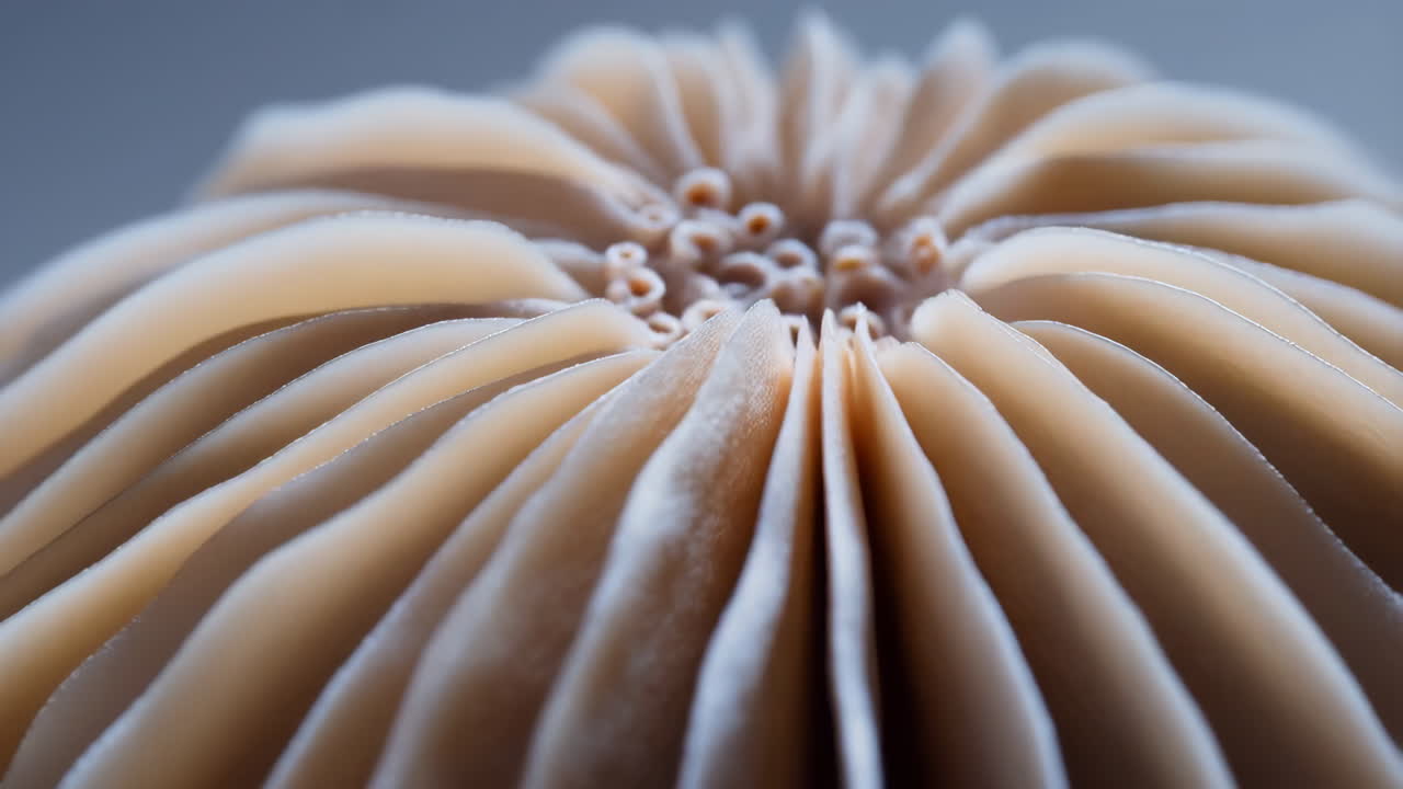 Close-up of Mushroom Gills