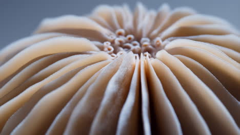 close-up of mushroom gills