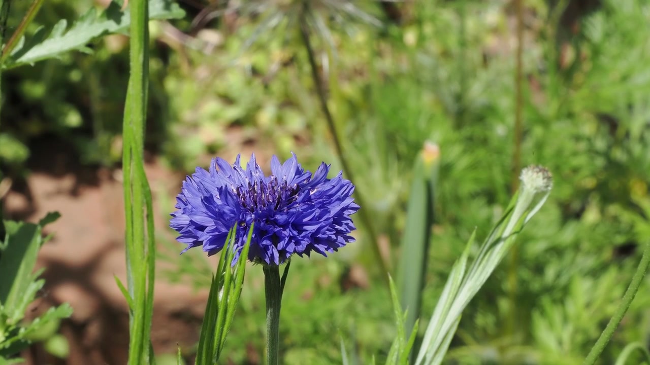 Yeşil arka plan üzerinde mavi peygamber çiçeği (Centaurea cyanus) ve tomurcuğu.
