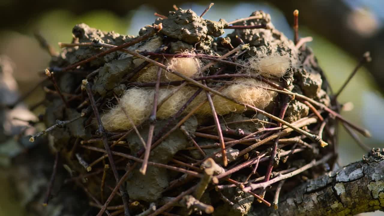 Shifting camera revealing round nest on tree branch for showing twigs, mud, pale cocoons