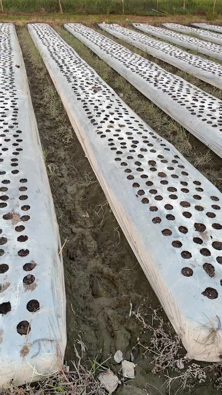 Rows of Agricultural Plastic Mulch on Farm Field