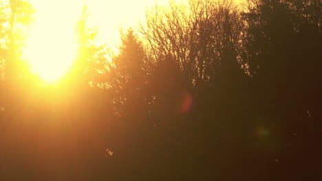 sun rays at sunset in forest. the sun peeks through autumn tree branches