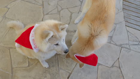 Pair-of-Akita-Inu-dogs-donning-Christmas-Santa-hats,-charmingly-requesting-food-with-adorable-looks,-creating-a-delightful-and-humorous-scene