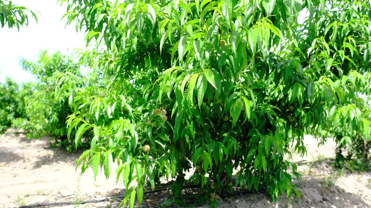 Natural fresh unripe green peach tree branches