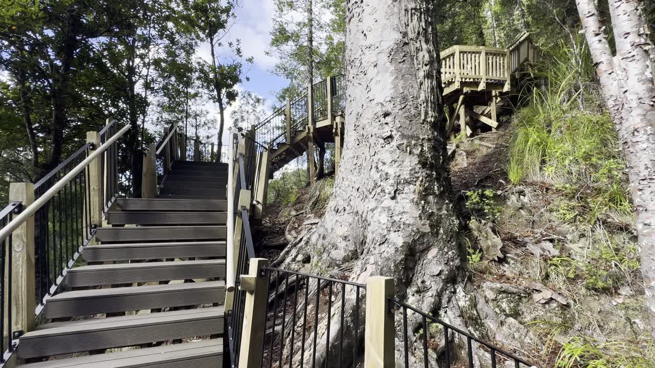 track at fairy fall, auckland, showing the bridge and a big tree