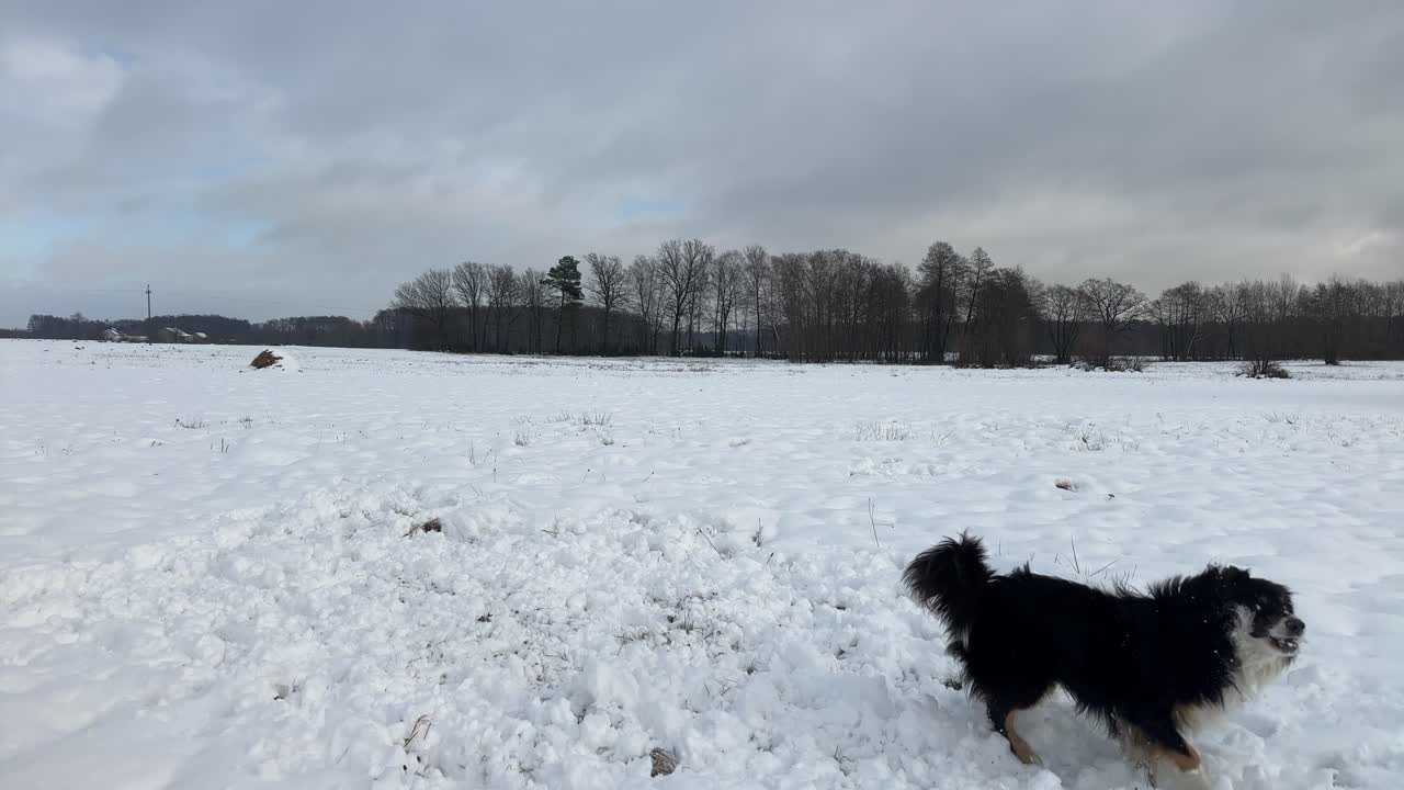 Excited dog jumps vertically, plunging its nose into soft snow on a wintry open field under cloudy skies