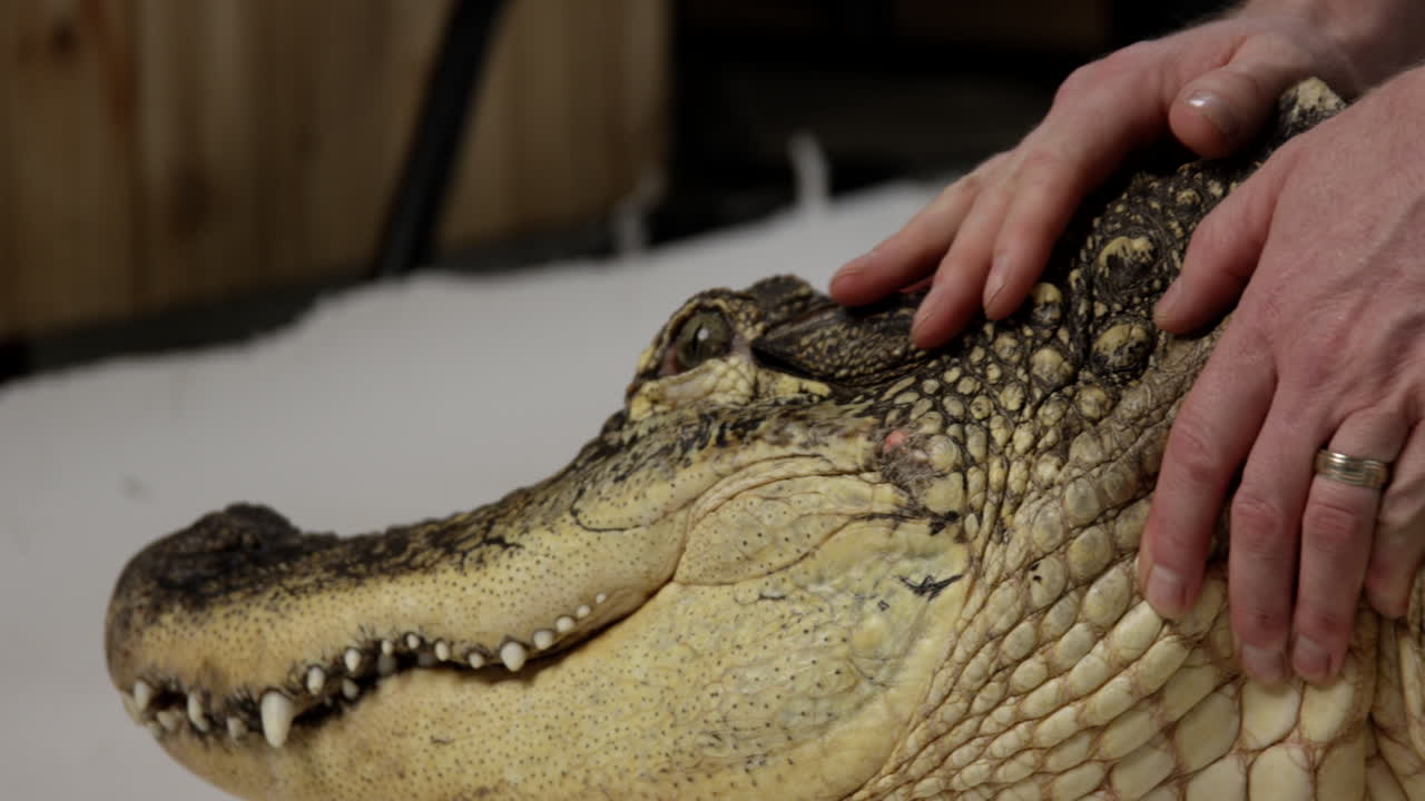 caimán americano siendo calmado por cuidadores de animales en el conservatorio de la naturaleza