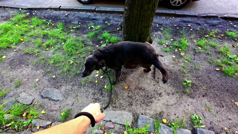 disparo de ángulo alto sobre un perro mascota orinando en un árbol en un parque
