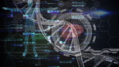 Animation-of-rotating-3d-dna-strand,-with-body,-brain-and-data-processing-on-black-interface