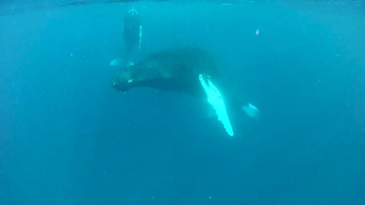 2010년대 수면 근처에서 수영하는 혹등고래와 새끼의 수중 촬영
