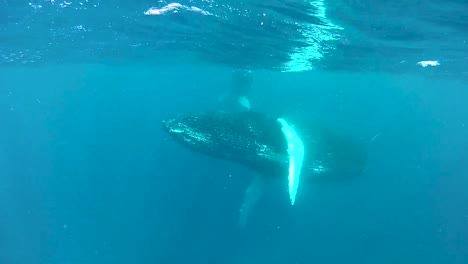 underwater shots of a humpback whale and its child swimming near the surface 2010s