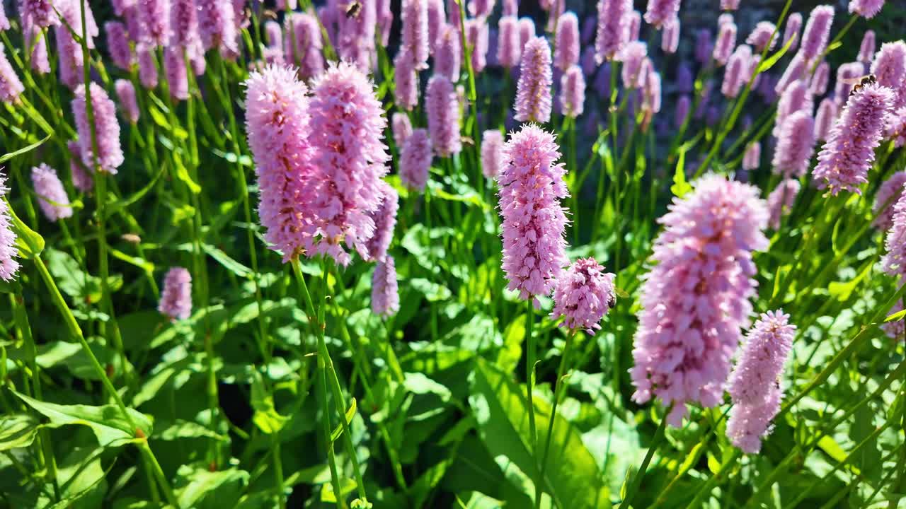 Purple Bistort spiky flowers blooming in dense clusters with bee under sunny environment.
