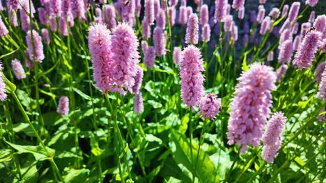 purple bistort spiky flowers blooming in dense clusters with bee under sunny environment.