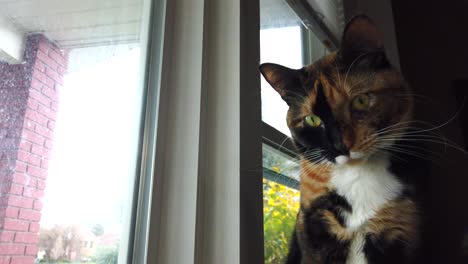 a low angle of a beautiful calico cat looking around outside watching birds from a living room window and looking around