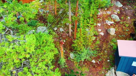 drone descending into cabin in the woods isolated and hidden in aspen tree grove forest next to hiking trail with large rocks or boulders