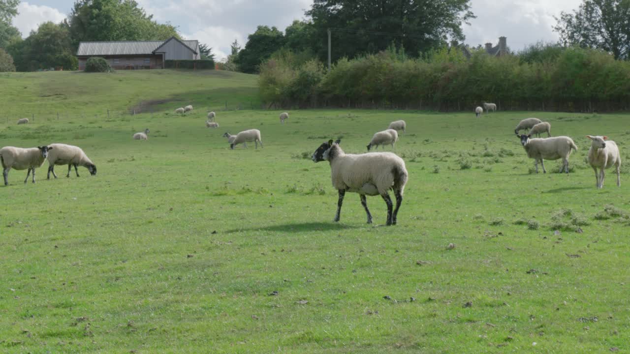 Peaceful sheep graze on lush green fields near Oakham's Rutland Water