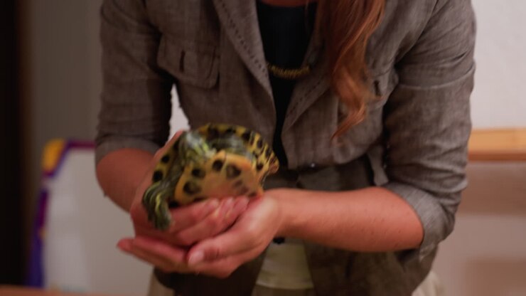 Woman in gray jacket holding tortoise carefully while interacting with someone in indoor setting, preparing to bend down and place animal, educational moment