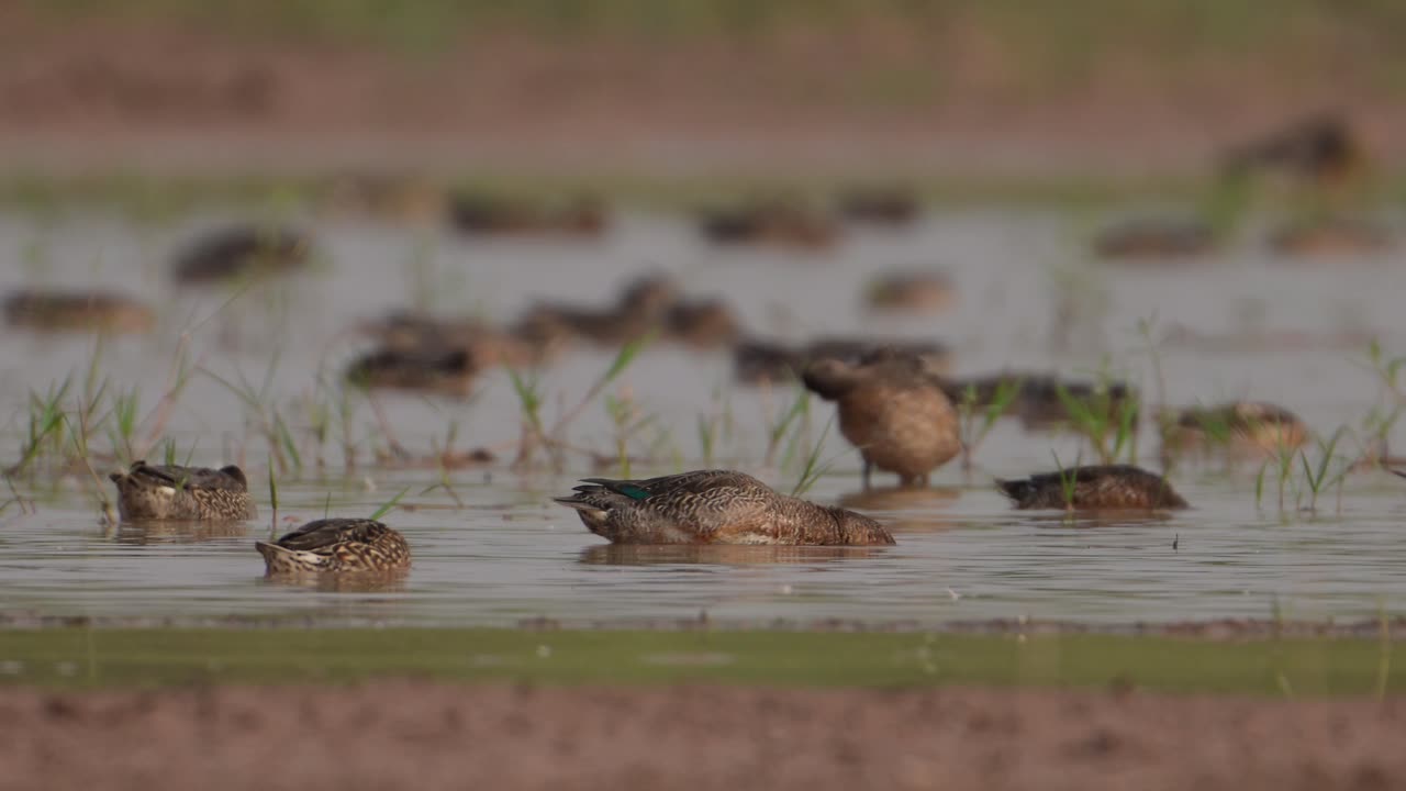 습지에서 먹이를 먹는 오리  ⁇