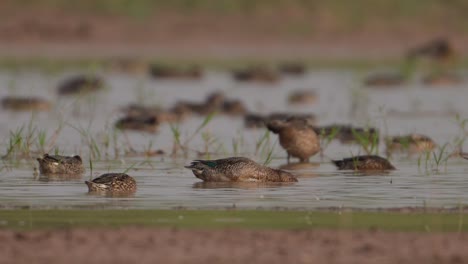 Bandada-De-Patos-Alimentándose-En-Humedales