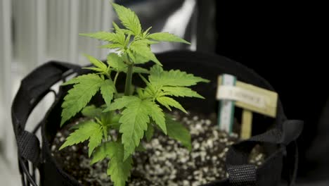 Young-Cannabis-Planted-In-Black-Eco-Bag---Marijuana-Growing-And-Cultivation---Closeup-Shot